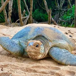 Rekawa Turtle Conservation Project - Tangalle