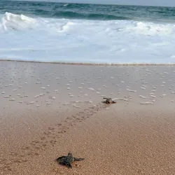 Rekawa Turtle Conservation Project - Tangalle