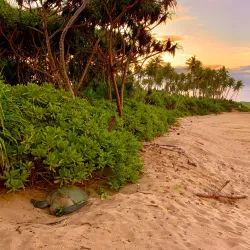Rekawa Turtle Conservation Project - Tangalle