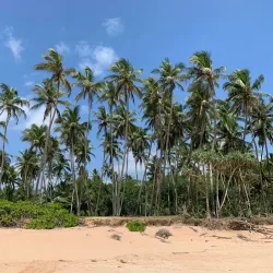Rekawa Turtle Conservation Project - Tangalle