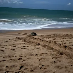 Rekawa Turtle Conservation Project - Tangalle