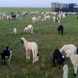 Blue Nile River (Nearby) - Al Manaqil