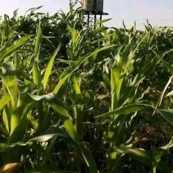 Blue Nile River (Nearby) - Al Manaqil