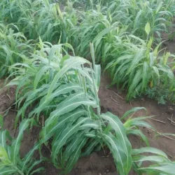 Blue Nile River (Nearby) - Al Manaqil