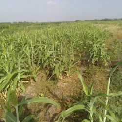 Blue Nile River (Nearby) - Al Manaqil