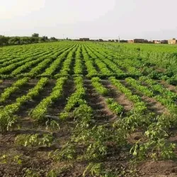 Blue Nile River (Nearby) - Al Manaqil