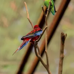 Natural Surroundings and Wildlife - Al Manaqil