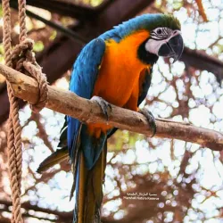 Natural Surroundings and Wildlife - Al Manaqil