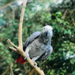 Natural Surroundings and Wildlife - Al Manaqil