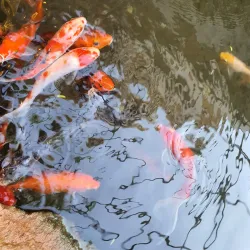 Natural Surroundings and Wildlife - Al Manaqil