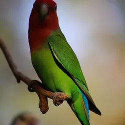 Natural Surroundings and Wildlife - Al Manaqil