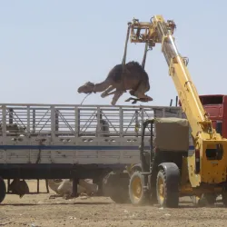 Alkamleen Market - ALkamleen