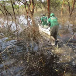 Local Wildlife Observation - ALkamleen