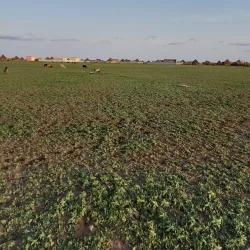 Kassala Old Town - Kassala