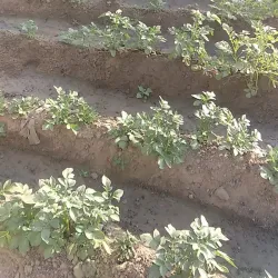 Kassala Old Town - Kassala