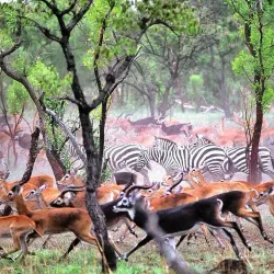 Dinder National Park - Nyala