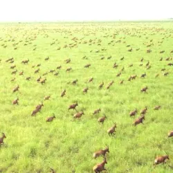 Korma National Park - Nyala