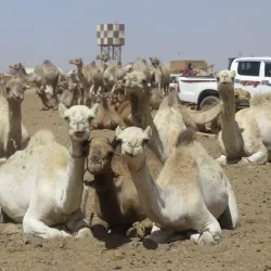 Omdurman Camel Market - Omdurman