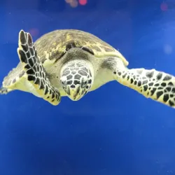 Port Sudan Museum - Port Sudan