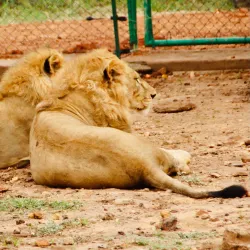 Local Wildlife Observation - Sinjah