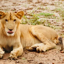 Local Wildlife Observation - Sinjah