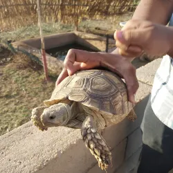 Local Wildlife Observation - Sinjah