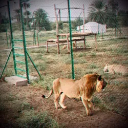 Local Wildlife Observation - Sinjah