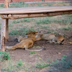 Local Wildlife Observation - Sinjah