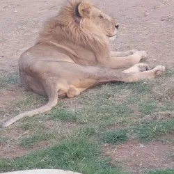 Local Wildlife Observation - Sinjah