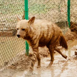 Local Wildlife Observation - Sinjah