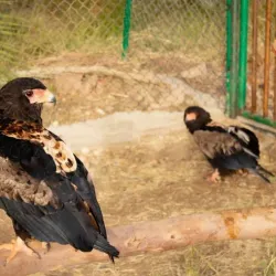 Local Wildlife Observation - Sinjah