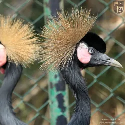 Local Wildlife Observation - Sinjah