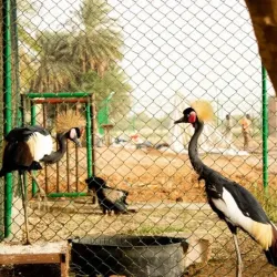 Local Wildlife Observation - Sinjah