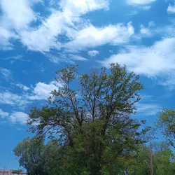 Agricultural Research Stations - Wad Madani