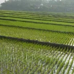 Al Jazirah Agricultural Scheme - Wad Madani