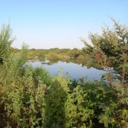 Blue Nile River - Wad Madani