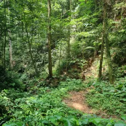 Brownsberg Nature Park - Batavia