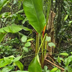 Peperpot Nature Park - Batavia