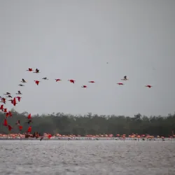 Bigi Pan Nature Reserve - Nieuw Nickerie
