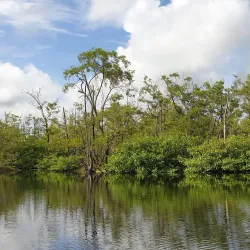 Bigipan Mangrove Forest - Nieuw Nickerie