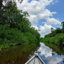 Bigipan Mangrove Forest - Nieuw Nickerie