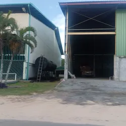 Rice Fields Surrounding Nieuw Nickerie - Nieuw Nickerie