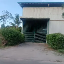 Rice Fields Surrounding Nieuw Nickerie - Nieuw Nickerie