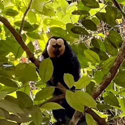 Brownsberg Nature Park - Paramaribo