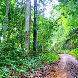 Brownsberg Nature Park - Paramaribo