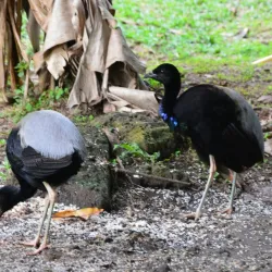 Brownsberg Nature Park - Paramaribo