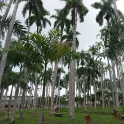Palmentuin (Palm Garden) - Paramaribo
