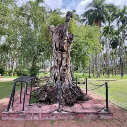 Palmentuin (Palm Garden) - Paramaribo