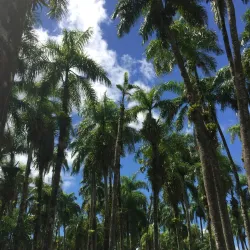 Palmentuin (Palm Garden) - Paramaribo