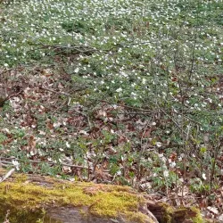 Ljungbyholm Nature Trail - Almhult